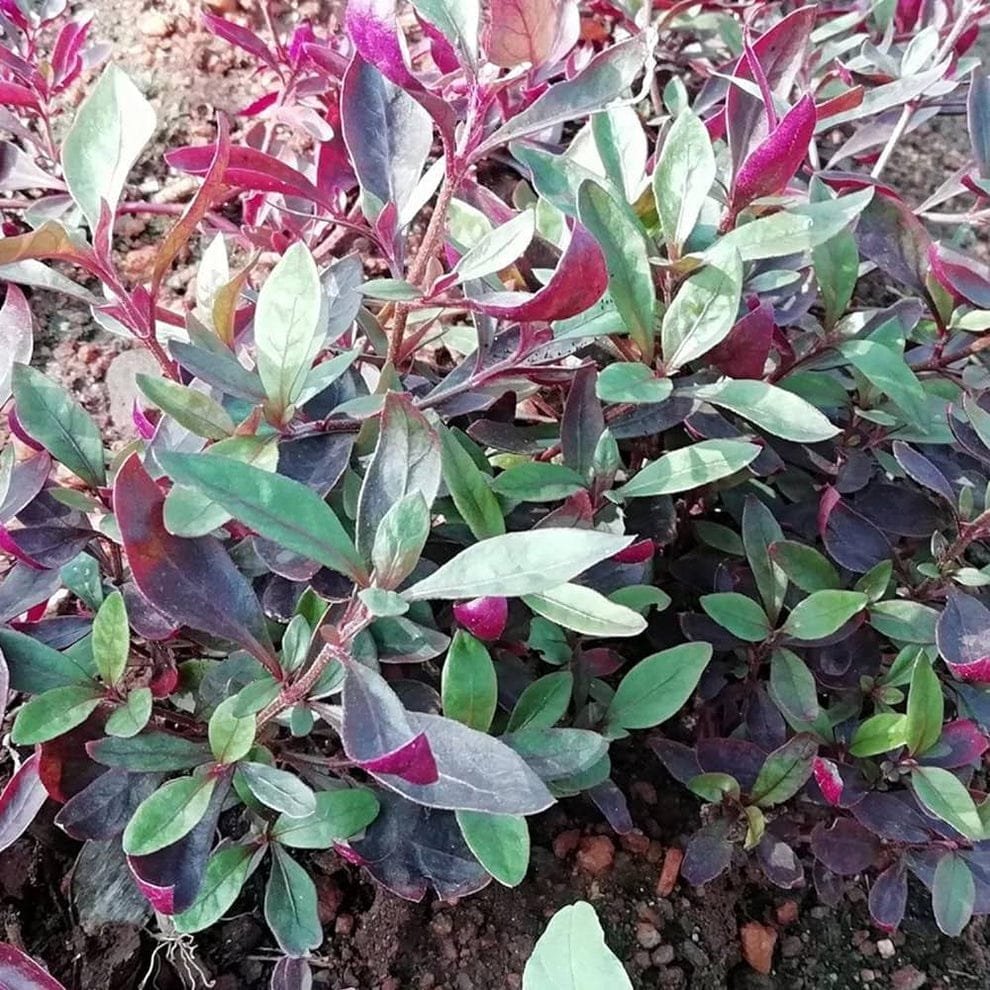Red ponnangani keerai
